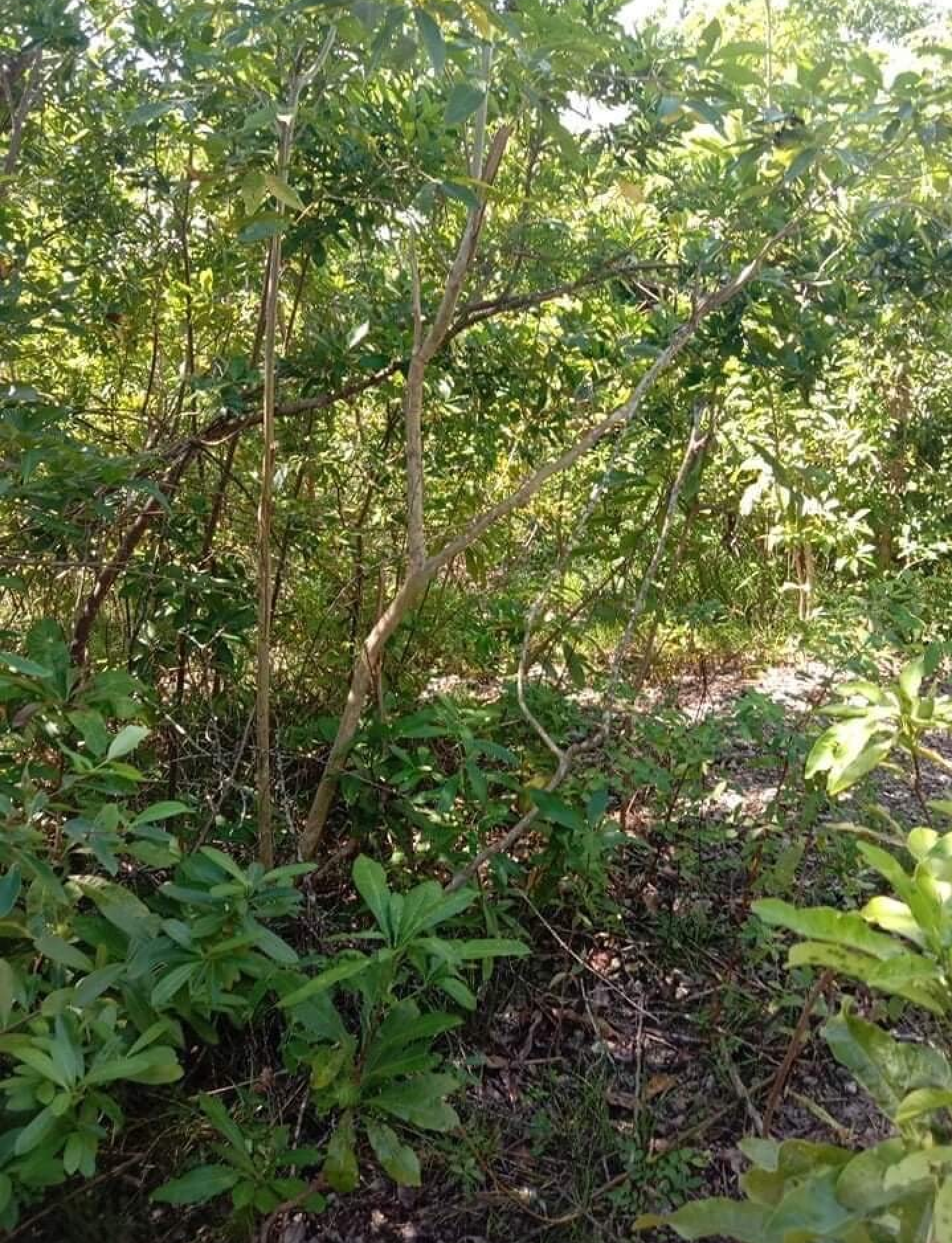 Sea View Boljoon Land