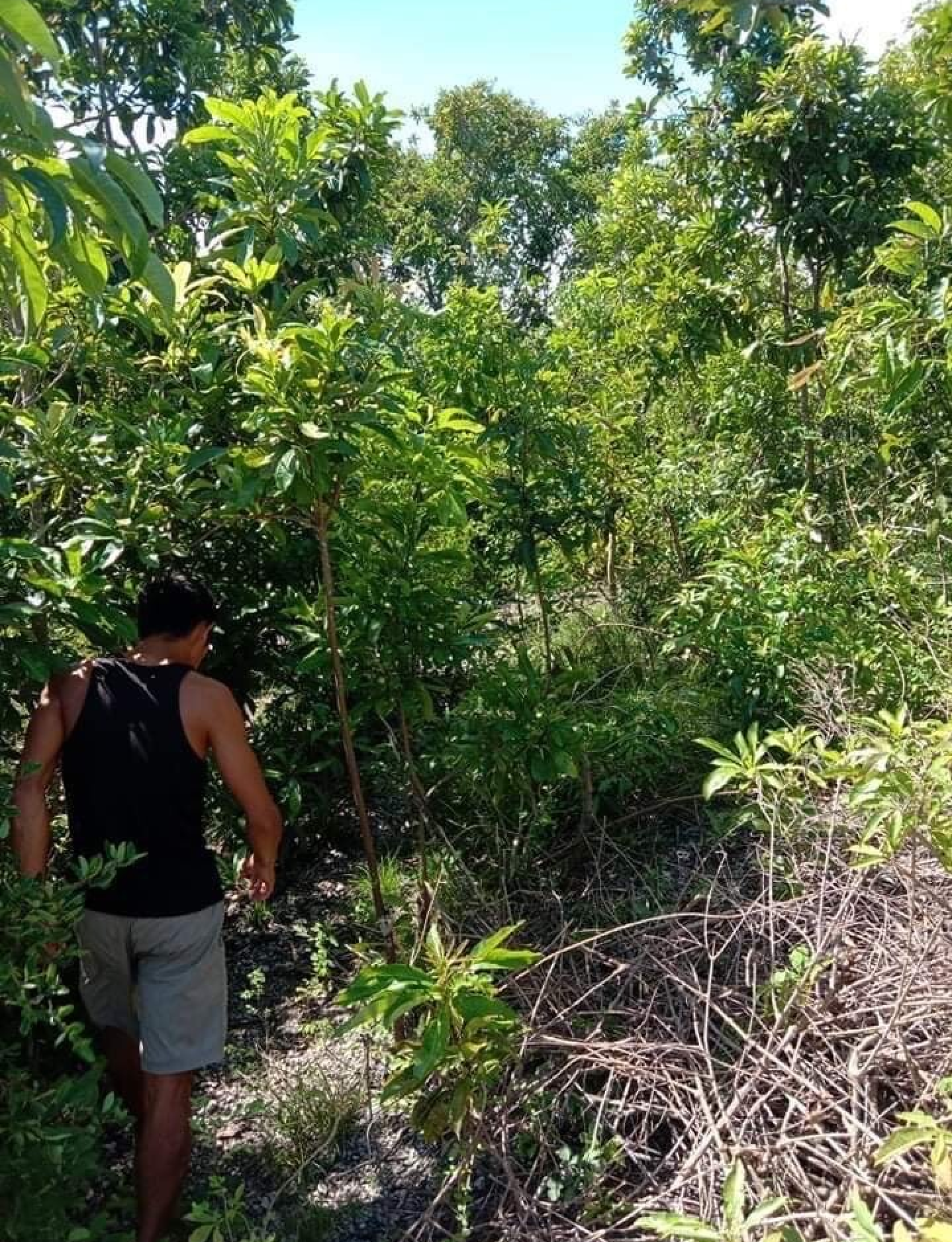 Sea View Boljoon Land