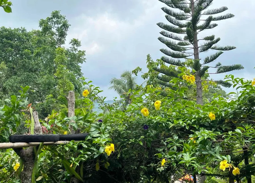 RUSH SALE Farm Lot with Fruit Bearing Trees and Improvements in CEBU CITY